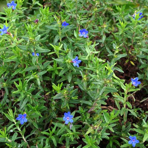 Lithodora diffusa Heavenly Blue