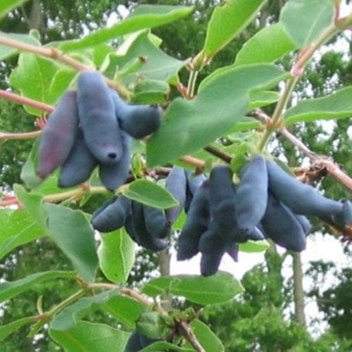 Honeyberry - Lonicera caerulea Siniczka - Future Forests