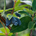 Honeyberry - Lonicera caerulea Uspiech - Future Forests