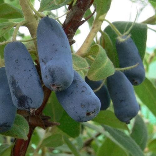 Honeyberry - Lonicera caerulea Honeybee® - Future Forests