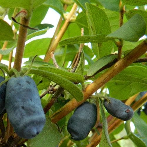 Honeyberry - Lonicera caerulea Honeybee® - Future Forests