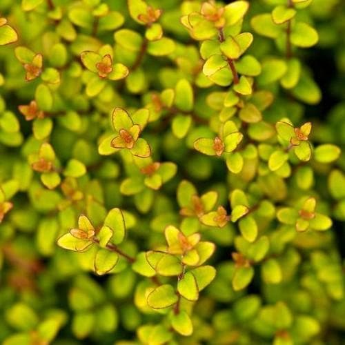 Lonicera nitida Baggensons Gold - Golden Poor Mans Box - Future Forests