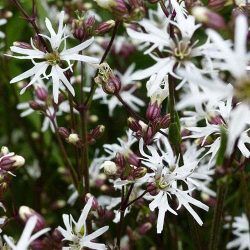 Lychnis flos-cuculi White Robin