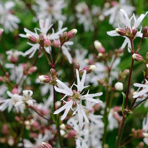 Lychnis flos-cuculi White Robin