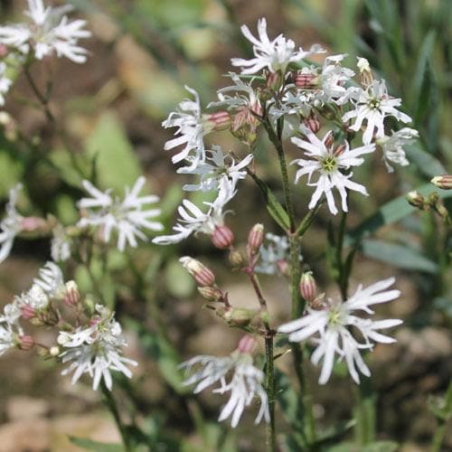 Lychnis flos-cuculi White Robin