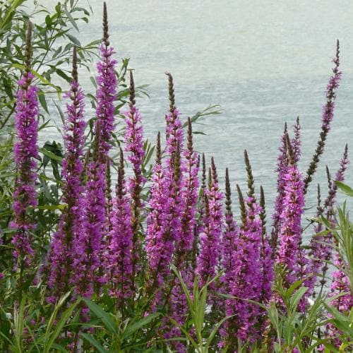 Lythrum salicaria - Future Forests