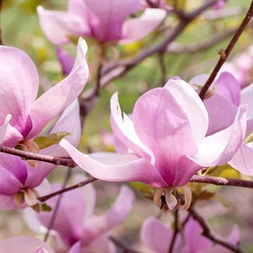 Magnolia George Henry Kern