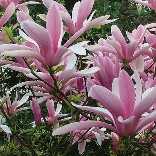 Magnolia George Henry Kern