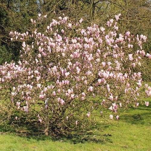 Magnolia George Henry Kern