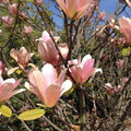 Magnolia Peachy