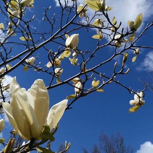 Magnolia denudata Yellow River