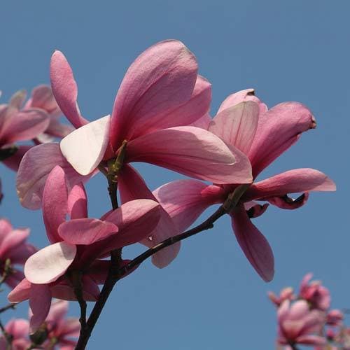 Magnolia Galaxy - Future Forests