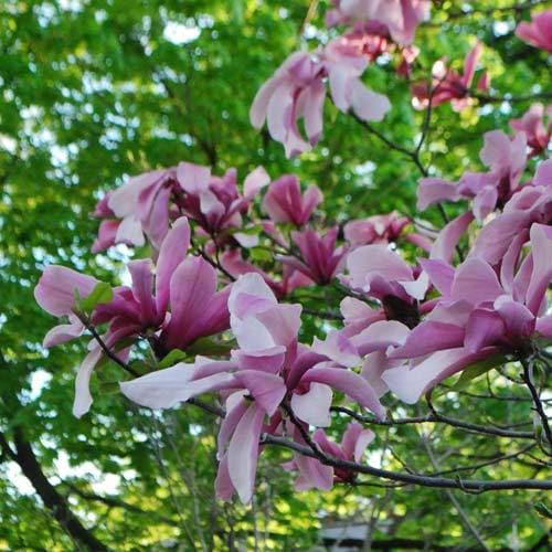 Magnolia Galaxy - Future Forests
