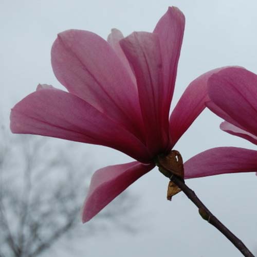 Magnolia Galaxy - Future Forests