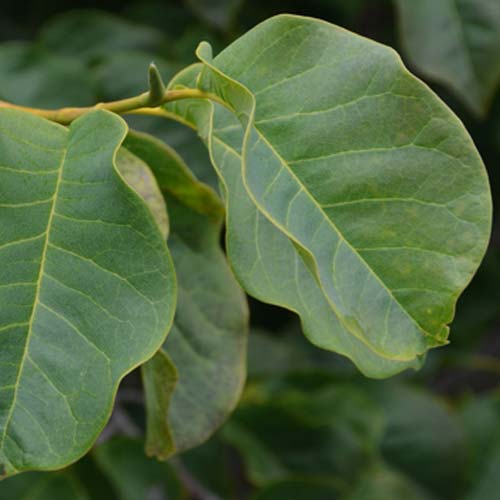 Magnolia campbellii - Future Forests