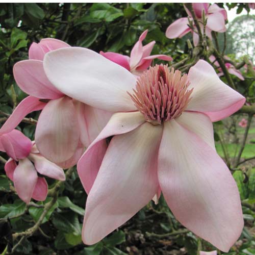 Magnolia campbellii - Future Forests