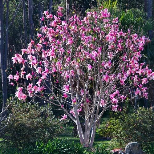 Magnolia campbellii - Future Forests