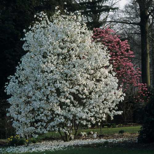 Magnolia x kewensis Wada's Memory - Future Forests