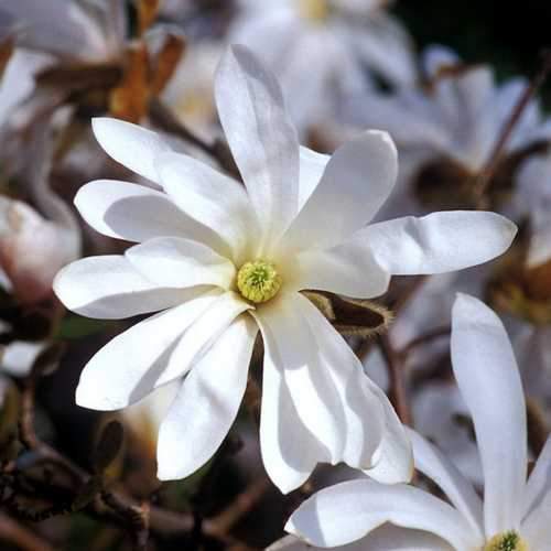 Magnolia stellata - Future Forests