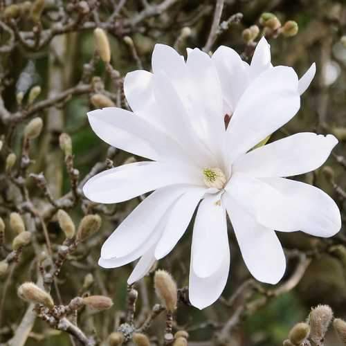 Magnolia stellata - Future Forests