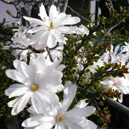 Magnolia stellata - Future Forests