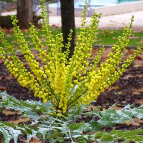 Mahonia x media Charity