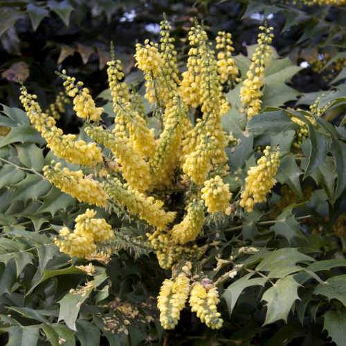 Mahonia x media Charity