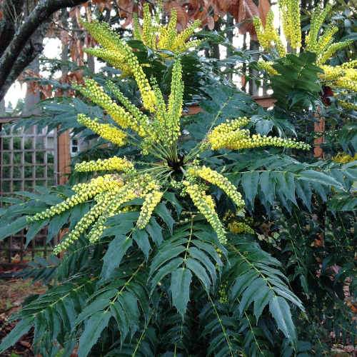 Mahonia x media Charity