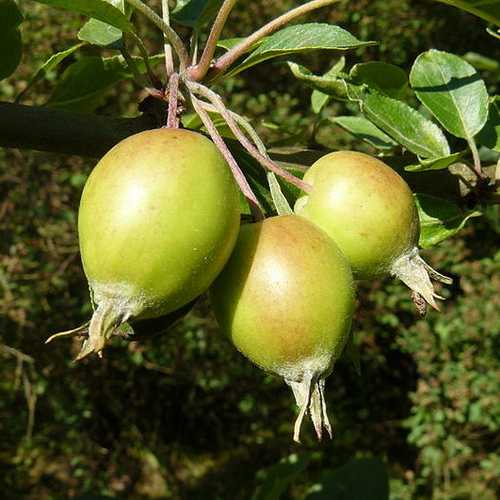 Malus John Downie - Flowering Crab Apple - Future Forests