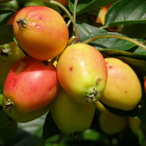 Malus John Downie - Flowering Crab Apple - Future Forests