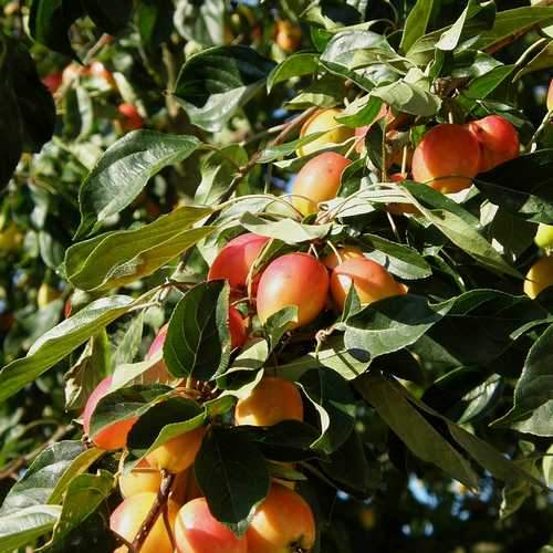 Malus John Downie - Flowering Crab Apple - Future Forests