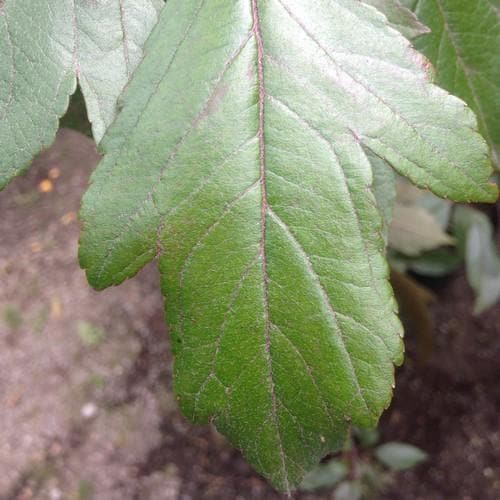 Malus x moerslandii Profusion Improved - Flowering Crab apple - Future Forests