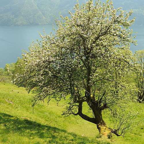 Malus sylvestris - Crabapple - Future Forests