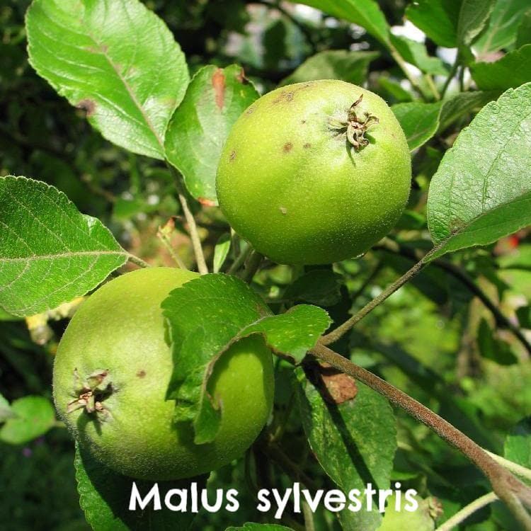 Wildlife Fruiting Hedge Mix - Future Forests