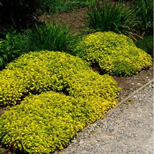 Marjoram, golden - Future Forests