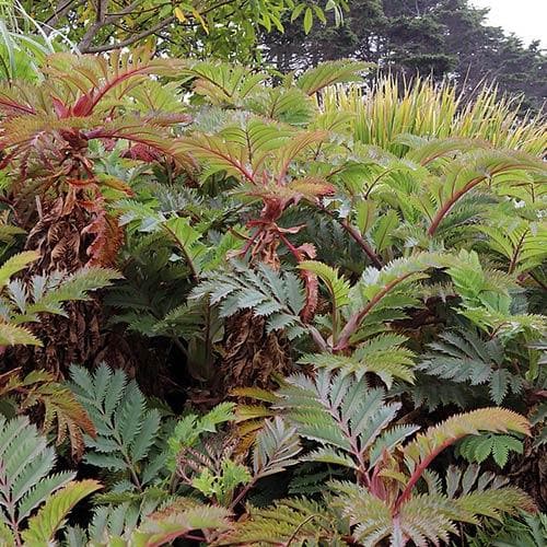 Melianthus major