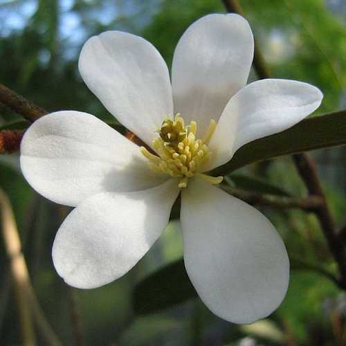 Michelia yunnanensis - Future Forests