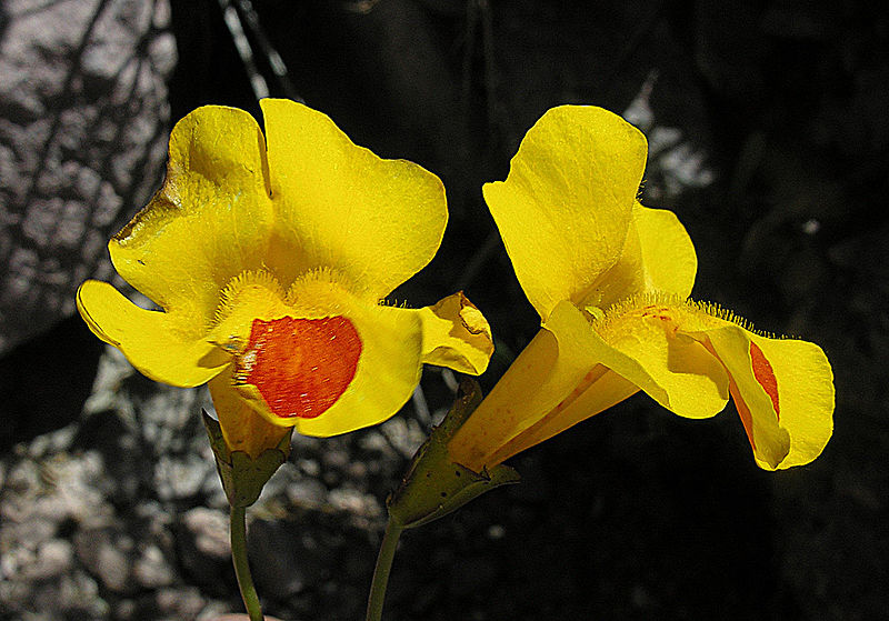 Mimulus luteus