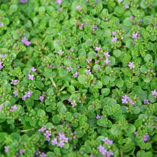Mint, Corsican - Future Forests