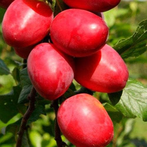 Mirabelle Ruby® - Future Forests
