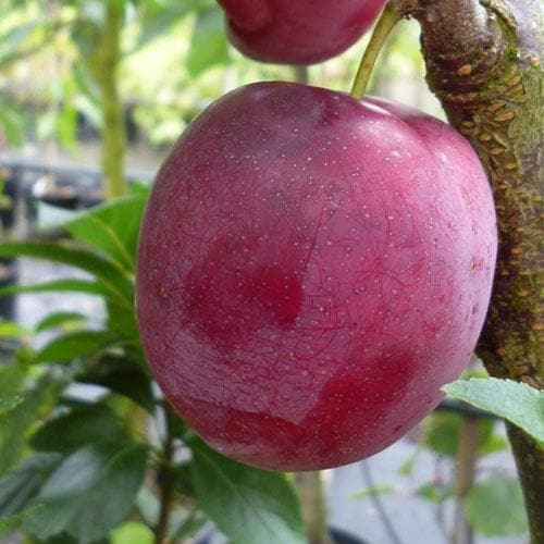 Mirabelle Ruby® - Future Forests