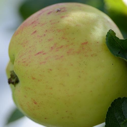 Apple Mrs Perry - Future Forests