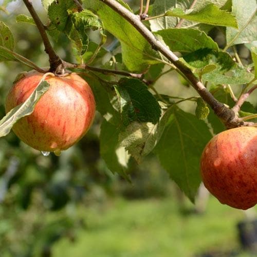 Apple Munster Tulip - Future Forests
