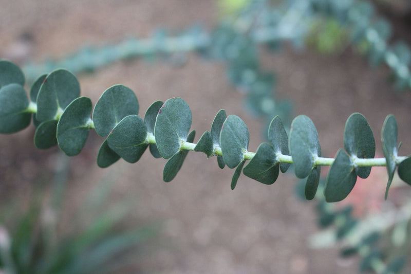 Eucalyptus gunnii Blue Ice