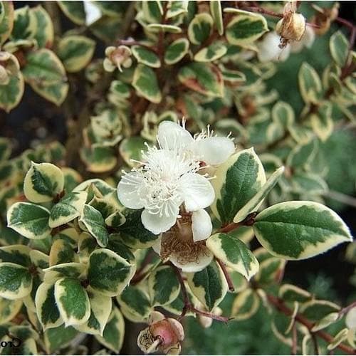 Luma apiculata Glanleam Gold - Future Forests