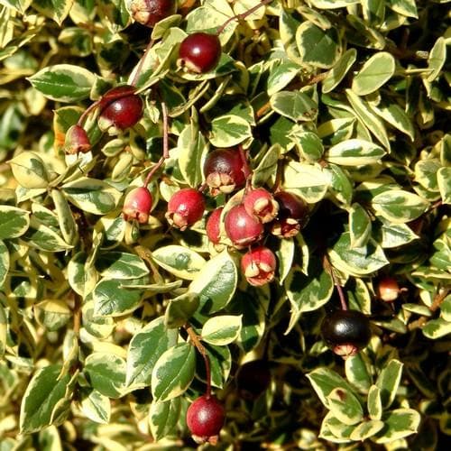 Luma apiculata Glanleam Gold - Future Forests