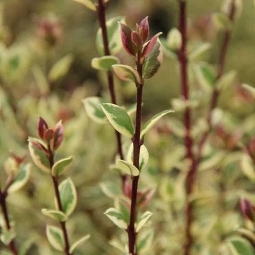 Luma apiculata Glanleam Gold - Future Forests