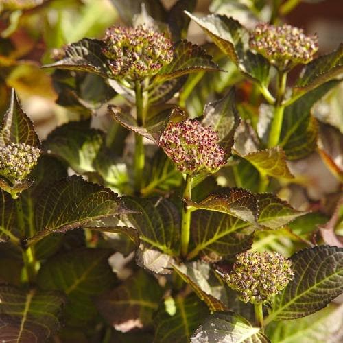 Hydrangea macrophylla Red Angel Purple
