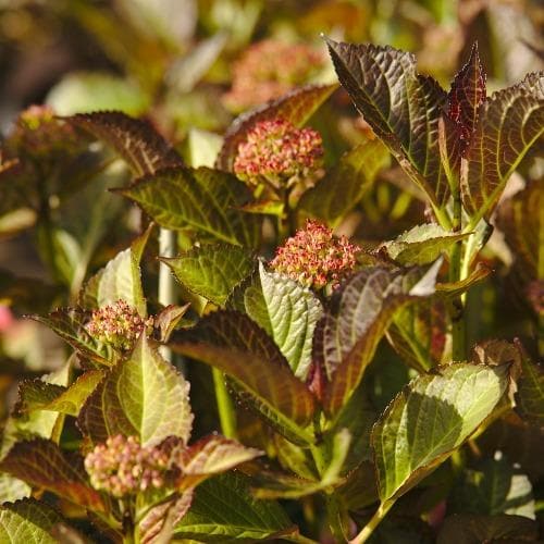 Hydrangea macrophylla Red Angel