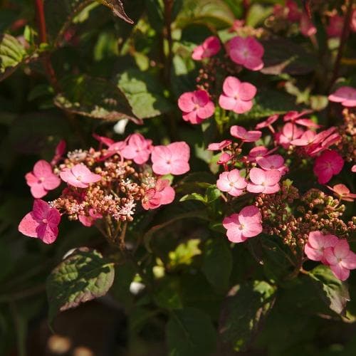Hydrangea serrata Mount Aso